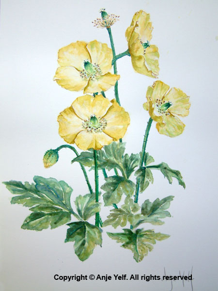 Welsh Poppies