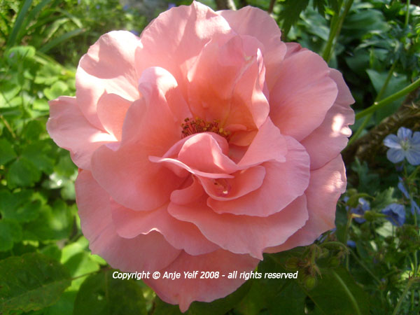 Rose 'Blessings' flowering in June and July