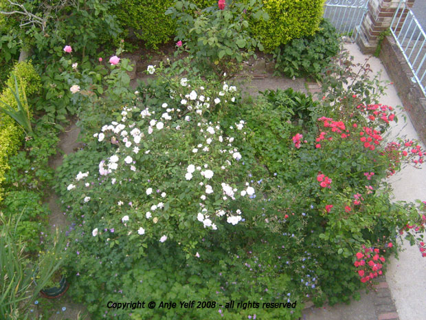 Front rose garden viewed from above