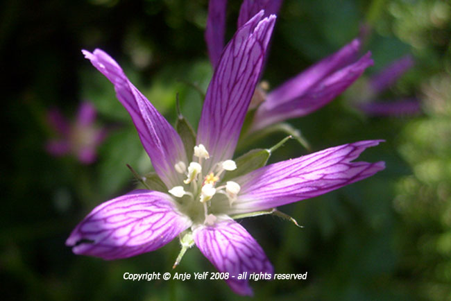 Geranium oxonianum armitagae' flowering from May