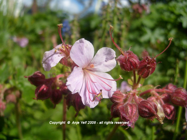 Geranium Ingwersen flowering April to June