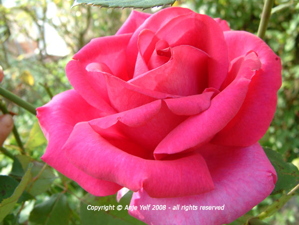 Rose 'Buxom Beauty' flowering from June