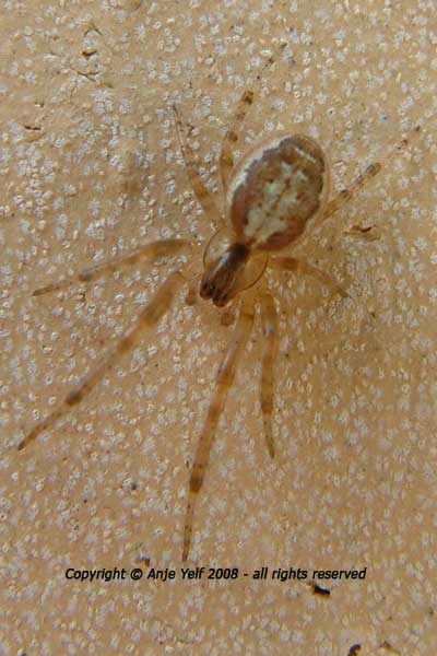 Orb web Spider - Zygiella x-notata