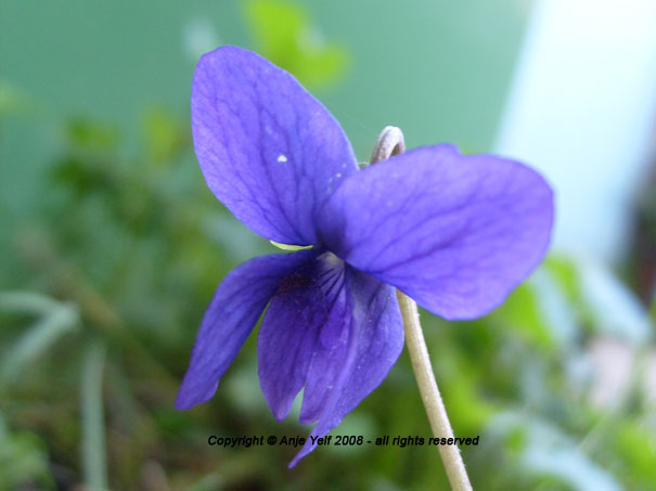 Woodland Violet