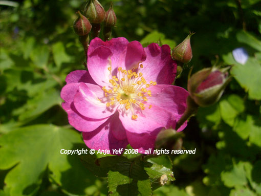 Rose 'Yesterday' flowering in June